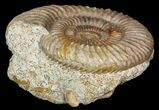 Parkinsonia Ammonite on Rock - France #92450-1